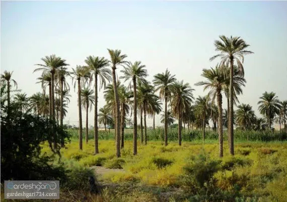 جزیره مینو