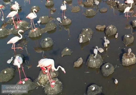 تالاب شادگان