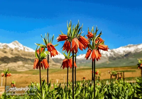 دشت لاله های واژگون