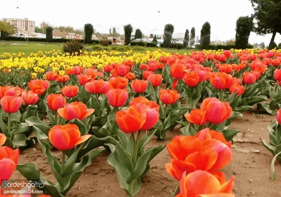 پارک گوللر باغی ارومیه