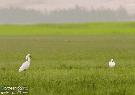 تالاب گندمان کجاست؟