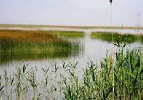 تالاب شادگان