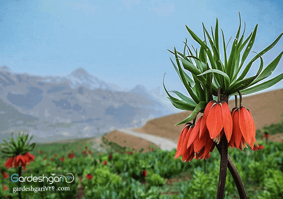 دشت لاله های واژگون