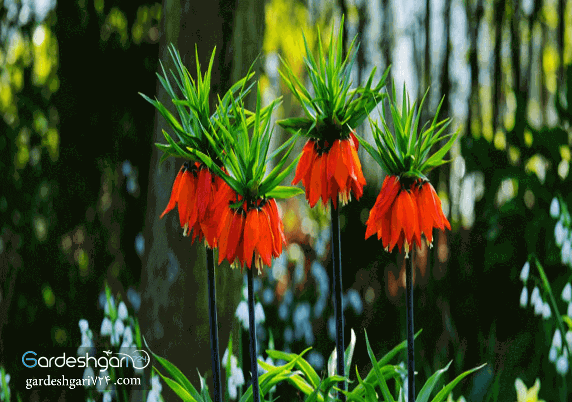 دشت لاله های واژگون