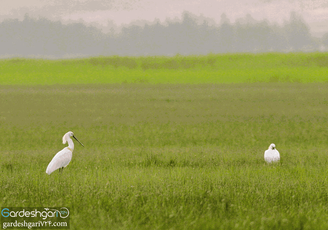 تالاب گندمان کجاست؟