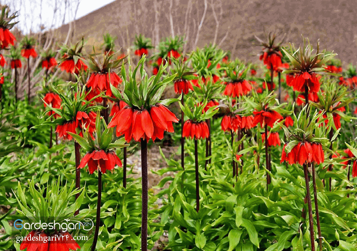 دشت لاله های واژگون