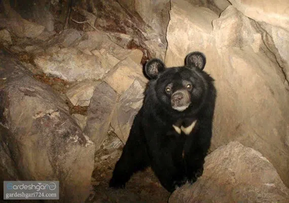 حیات وحش بیرک، زیستگاه پلنگ ایرانی