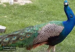 باغ پرندگان