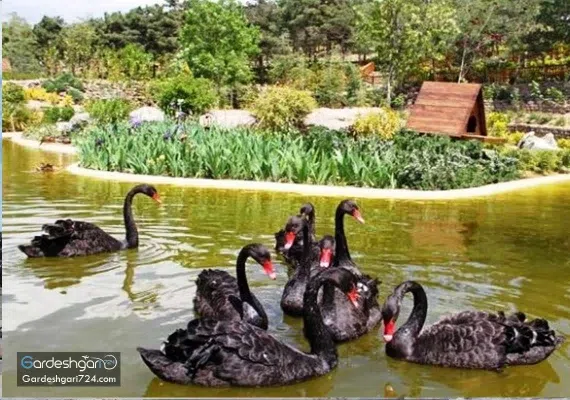 باغ پرندگان