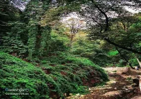 آبشار کبودوال، بزرگترین آبشار خزه ای جهان