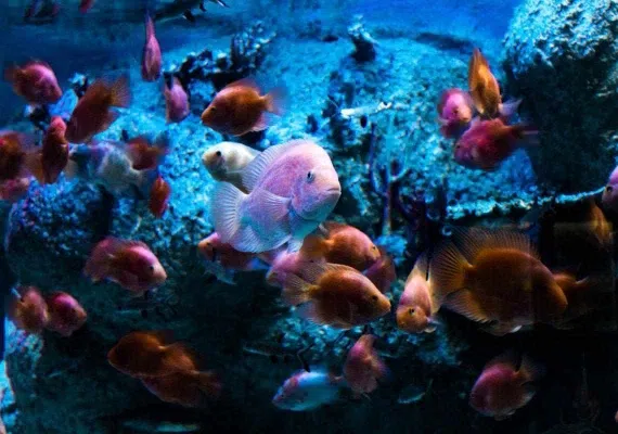 آکواریوم اصفهان