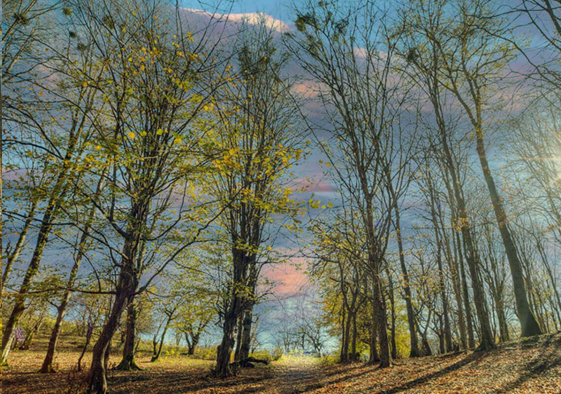 مرداب هسل کجاست؟