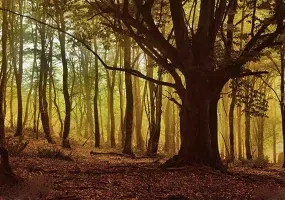 جنگل الیمستان