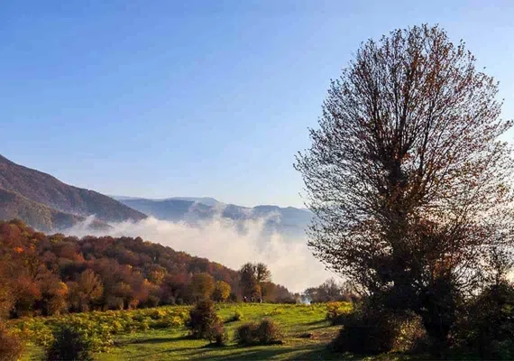 جنگل الیمستان