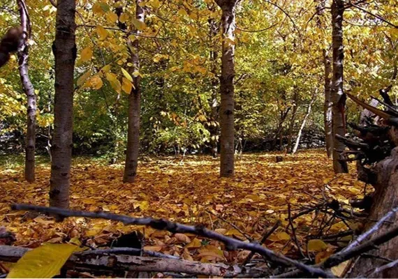 روستای آهار