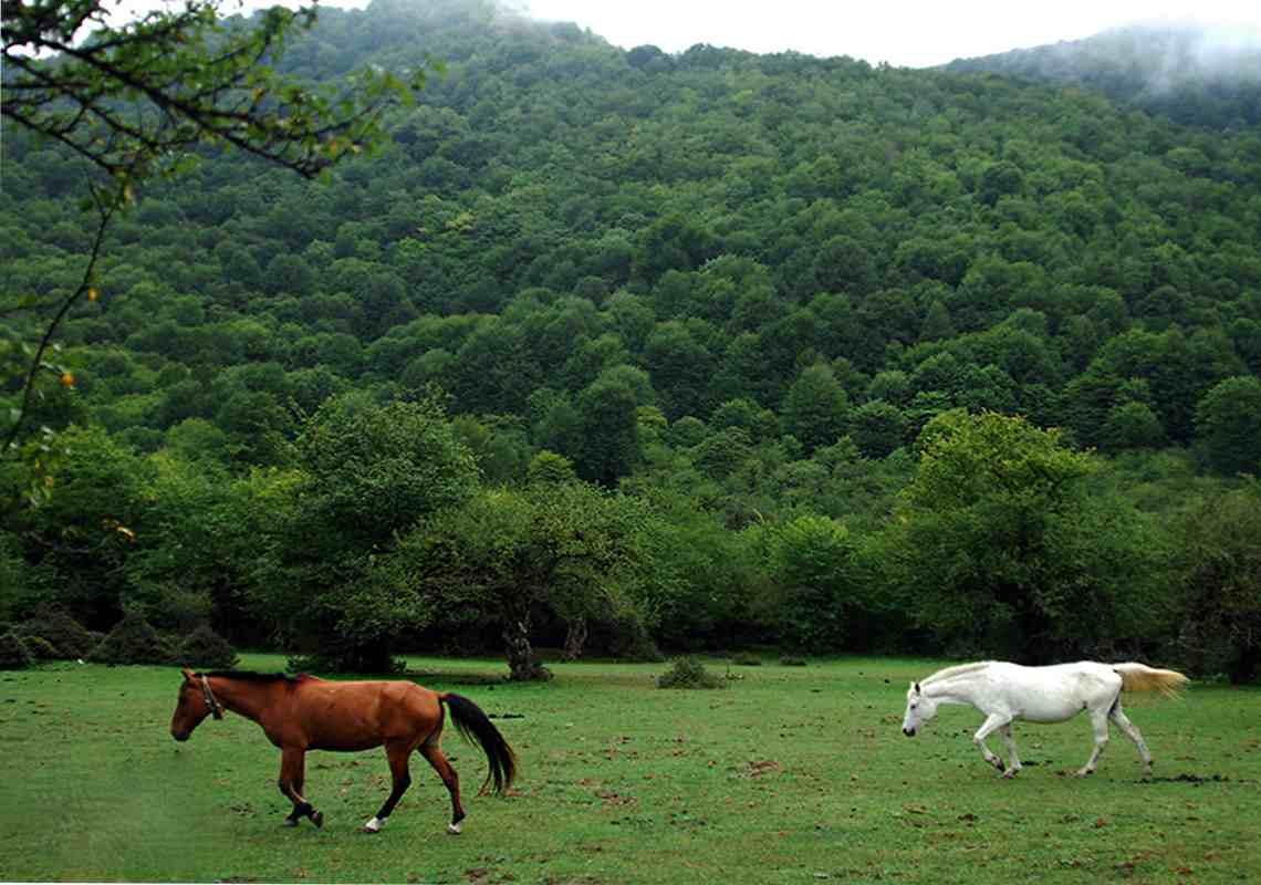 جنگل الیمستان