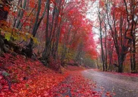 پارک جنگلی گیسوم از جاذبه های طبیعی گیلان|عکس و آدرس