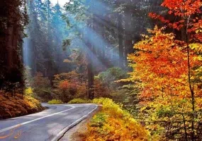 پارک جنگلی گیسوم از جاذبه های طبیعی گیلان|عکس و آدرس