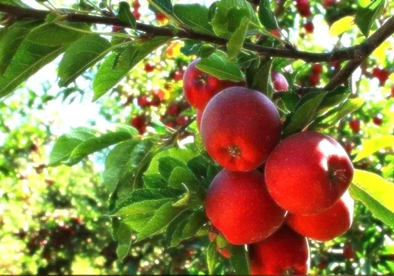 سوغات تهران، لیستی کامل از خوشمزه ترین و بهترین سوغاتی های سفر به پایتخت