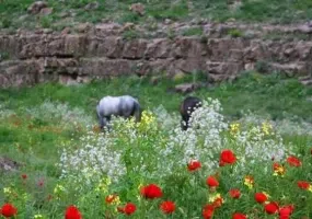 پارك چهلمیر درگز