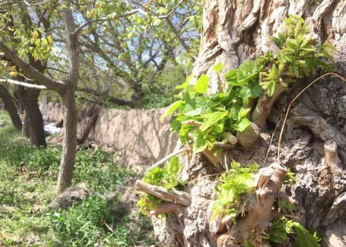 روستای نوفرست