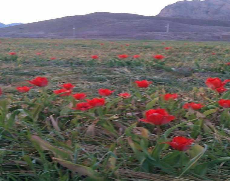 غار دیو ورزق