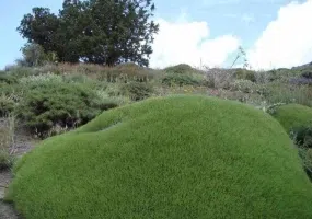 باغ دره