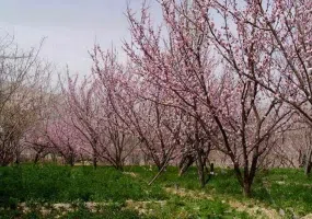 پیست اسکی سیرچ