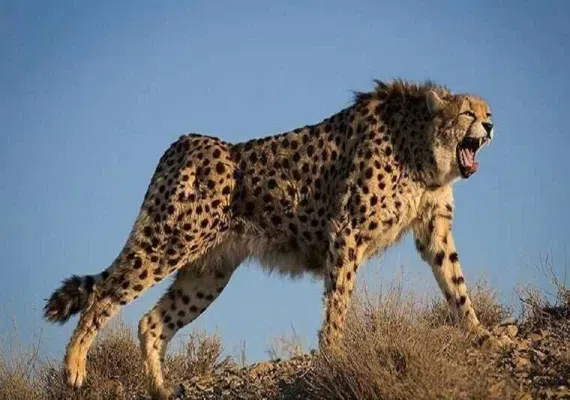 پناهگاه حیات وحش میاندشت