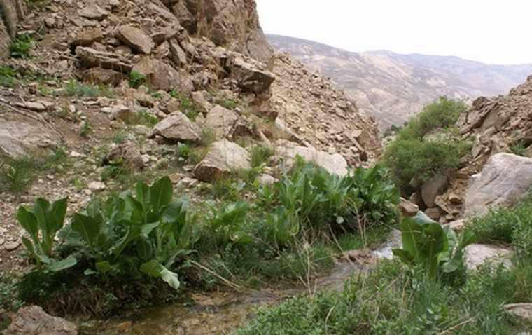 چشمه لزوزه