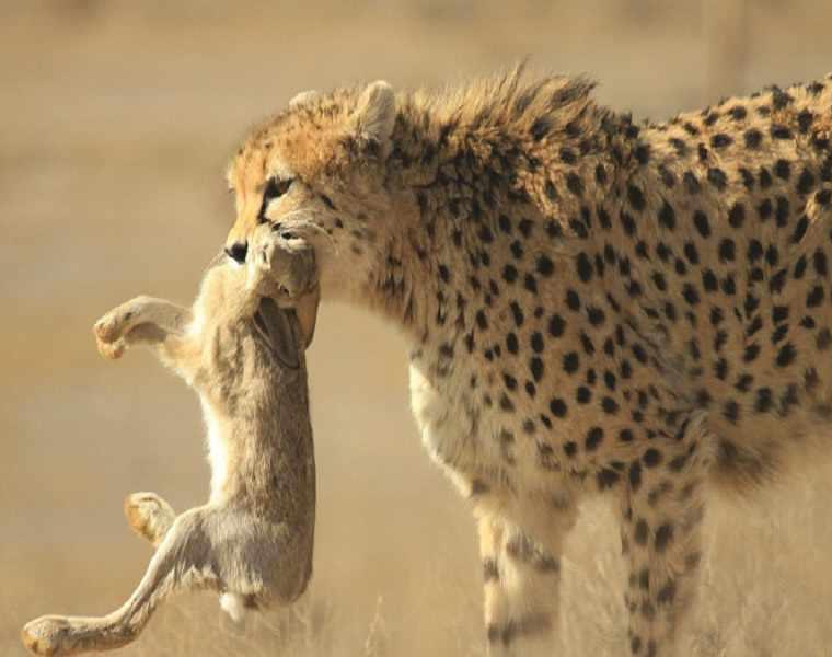پناهگاه حیات وحش میاندشت