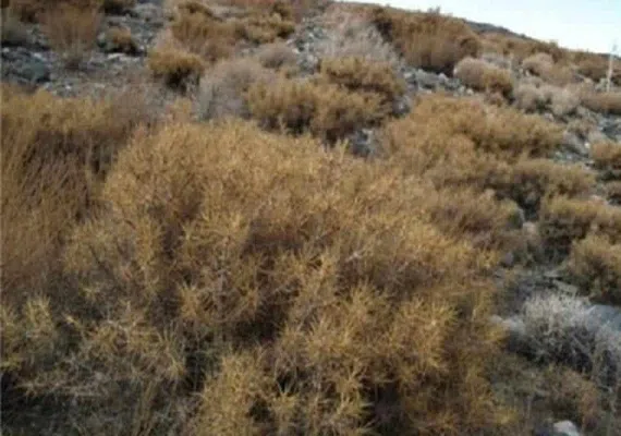 منطقه کوه نو درهنگ