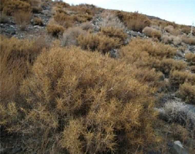 منطقه کوه نو درهنگ