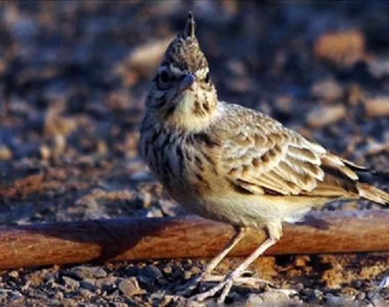 منطقه کوه نو درهنگ