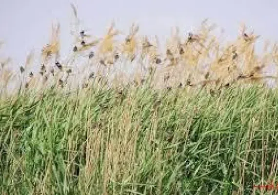 روستای نوفرست