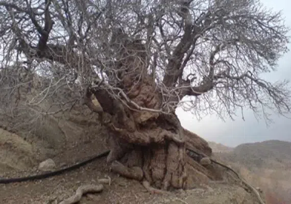 روستای خوشاب