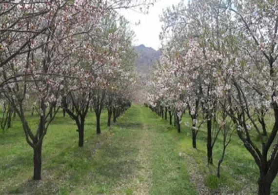 روستای خوشاب