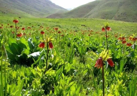 دره نی گاه لرستان، دره ای در زاگرس