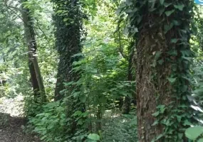 روستای صفرابسته، تونلی از جنس توسکاهایی که یکدیگر را به آغوش کشیده اند