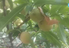 کشیک، مهمترین اقامتگاه هزاره سوم قبل میلاد