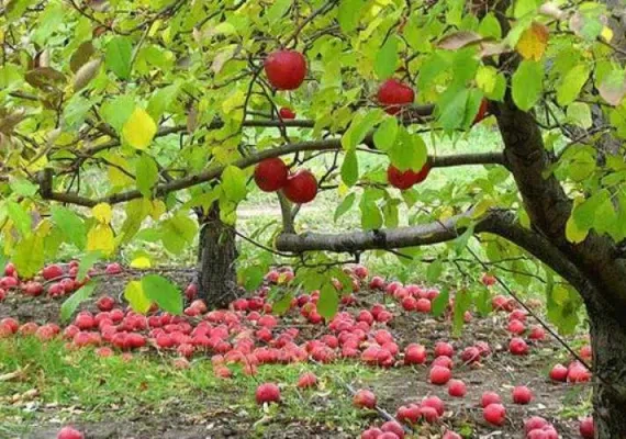 روستای هرانده فیروزکوه، چشم اندازی زیبا از طبیعت