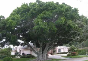 انجیر معابد، درخت سبز یا درخت لور در قشم