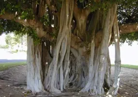 انجیر معابد، درخت سبز یا درخت لور در قشم