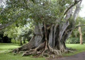 انجیر معابد، درخت سبز یا درخت لور در قشم