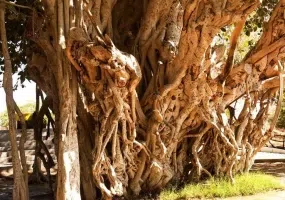 انجیر معابد، درخت سبز یا درخت لور در قشم