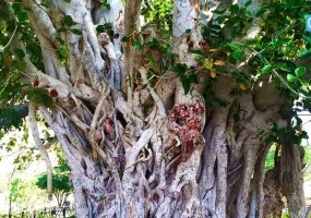 انجیر معابد، درخت سبز یا درخت لور در قشم