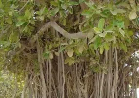 انجیر معابد، درخت سبز یا درخت لور در قشم