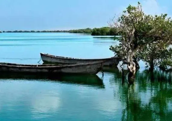 جنگل حرا