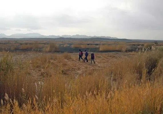 نیزار خور بیرجند