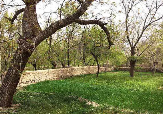 نوفرست